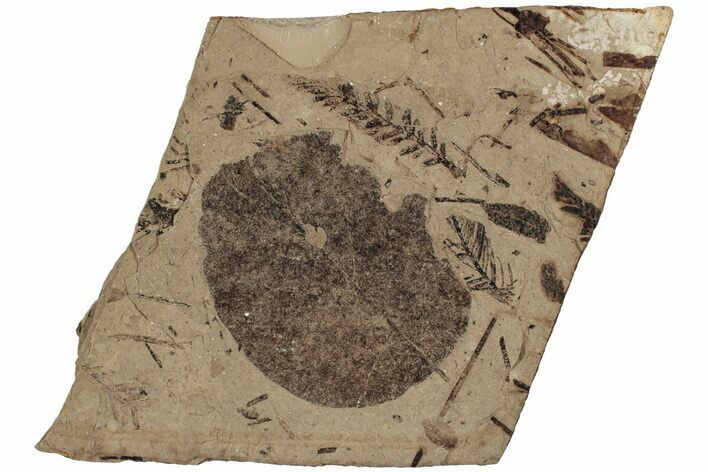 Metasequoia and Fagus Fossil Plate - McAbee Fossil Beds, BC #224920